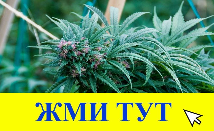 Купить наркотики в Новоалтайске